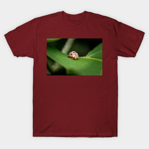 The silly 28-spotted potato ladybird managed to roll itself back on its feet T-Shirt by AvonPerception